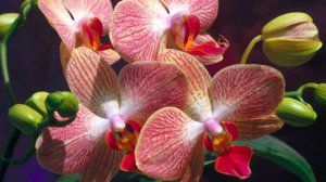 Роскошные орхидеи, цветочные композиции, горшечные цветы для озеленения дома, офиса в компании «Orchidea-shop»